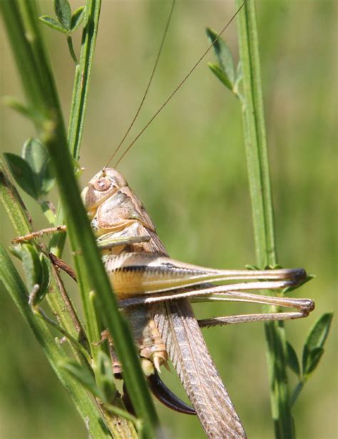 Tettigoniidae Da Identificare Natura Mediterraneo Forum Naturalistico