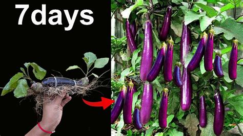 Techniques For Grafting Eggplant Tree Using Eggplant Fruit Get Amazing