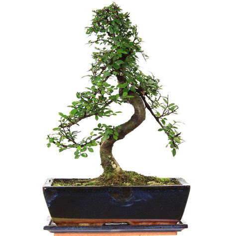 Chinesische Ulme Bonsai Jahre Cm