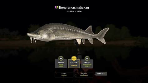 Русская Рыбалка 4!!! Белуга Каспийская 335,454 Кг!!! - YouTube