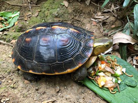 世界烏龜日壽山動物園介紹龜類特性 盼喚起保育意識 生活 中央社 Cna