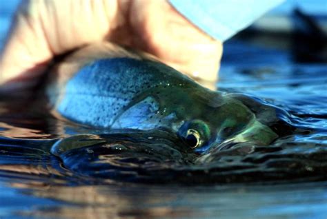 Photography Fly Fishing Puget Sound Part Ii Hatch Magazine Fly