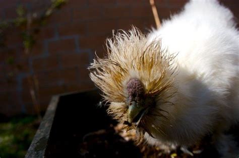 Do All Silkie Roos Have Combs Backyard Chickens Learn How To Raise