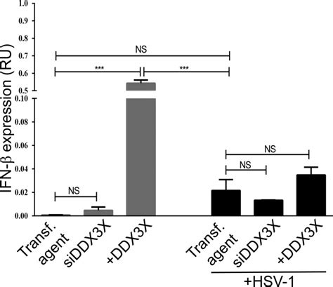 The Atp Dependent Rna Helicase Ddx X Modulates Herpes Simplex Virus