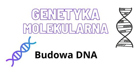 Genetyka Molekularna Budowa DNA YouTube