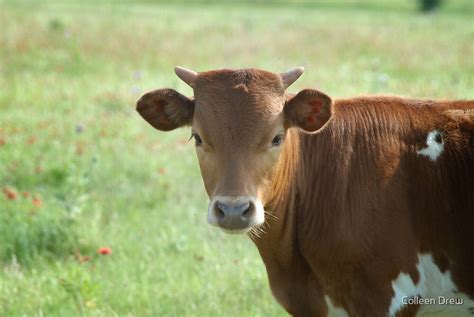 Baby Longhorn By Colleen Drew Redbubble