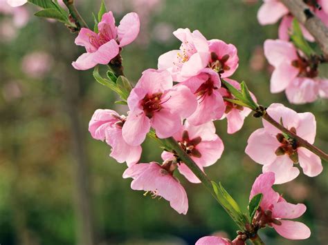 Nektarine Independence Prunus Persica Var Nucipersica