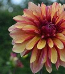 Gitt S Crazy PAPA PAUL S DAHLIAS