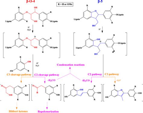 Pathways For The Acid Mediated Cleavage Of The Lignin O Linkage And