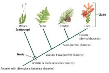 Kingdom Plantae - Kingdoms of life