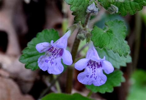 Un aperçu de botanique 4 Les fleurs Tela Botanica