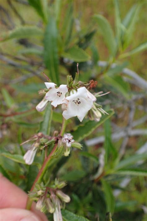 California Yerba Santa From Contra Costa County CA USA On April 14