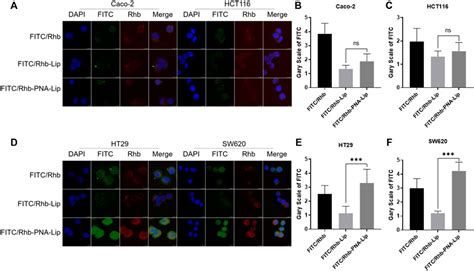 Frontiers Pna Modified Liposomes Improve The Delivery Efficacy Of