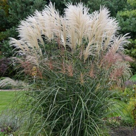 Graziella Grass Miscanthus Sinensis Mygardenchannel