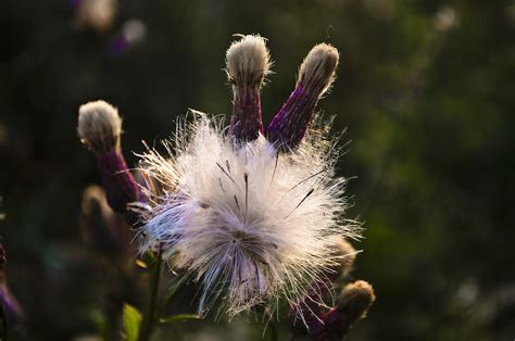 Dandelion Plant Nature Free Photo On Pixabay Pixabay