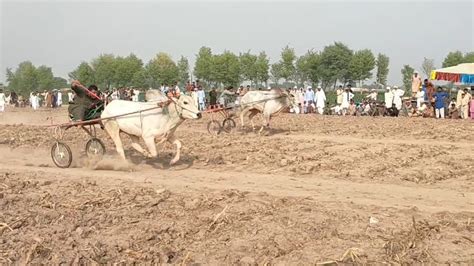 New Bull Race In Ch R March Bit Ka Jalsa All