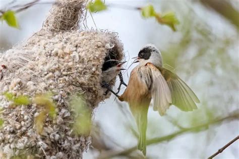 All 13 Types Of Bird Nests With 30 Species Examples