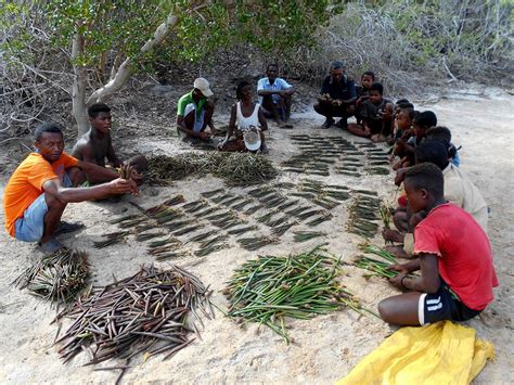 The Mangrove Alliance