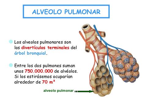 Respiracion Alveolar