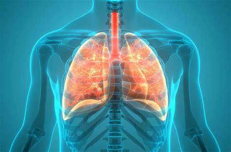 Wajib Tahu Ini 4 Organ Sistem Pernapasan Pada Manusia