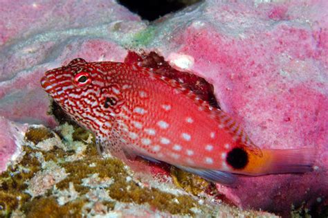 "Spotted Hawkfish" Images – Browse 76 Stock Photos, Vectors, and Video ...