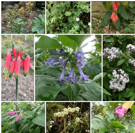 Vista De Uso De Especies Nativas Como Plantas Ornamentales En El