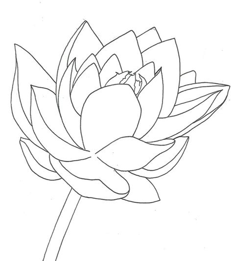 Lotus Plant Drawing At Getdrawings Free Download