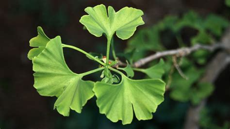 Ginkgo Biloba Para Que Sirve Como Planta Medicinal