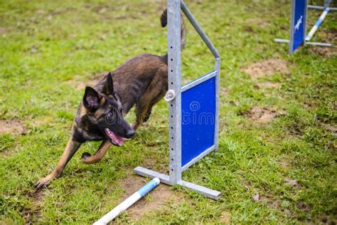 Belgian Shepherd Malinois 6 Months Making Agility Stock Photo - Image ...