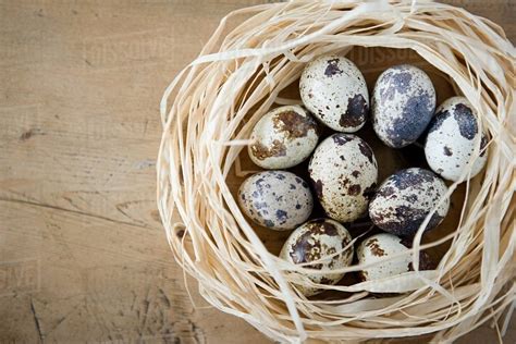 A nest of quails eggs - Stock Photo - Dissolve