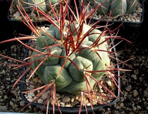 Thelocactus hexaedrophorus DS 411696 Solitär Typ 1