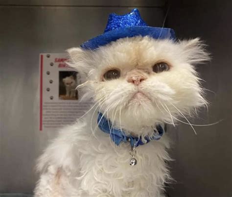 Cette Merveilleuse Blonde A Un Ge V N Rable Pour Un Minou