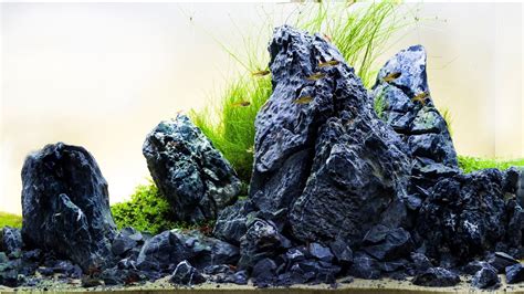 The International Aquatic Plants Layout Contest Youtube