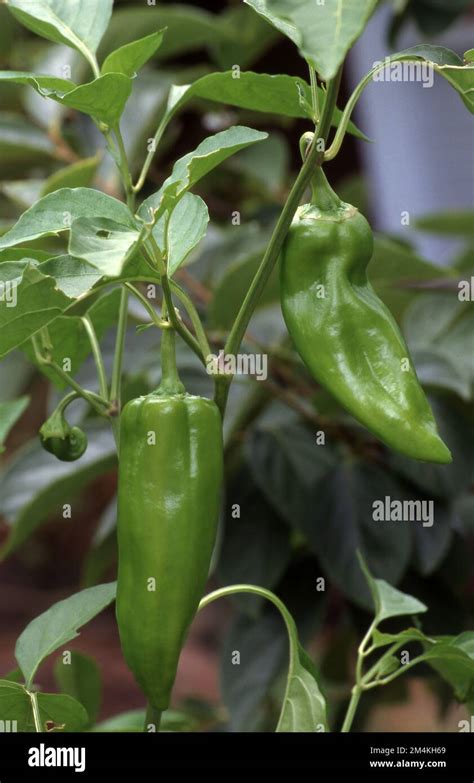 Green Chili Pepper Plant Stock Photo Alamy