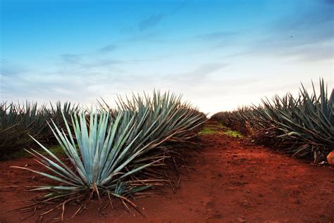 Car Hire Mexico | Top Prices with SIXT rent a car