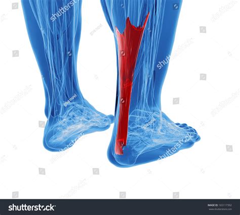 3 D Rendering Human Achilles Tendon Stock Illustration 165117392