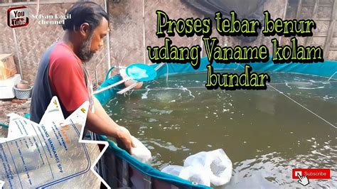 Proses Tebar Benur Udang Vaname Di Kolam Bundar Youtube