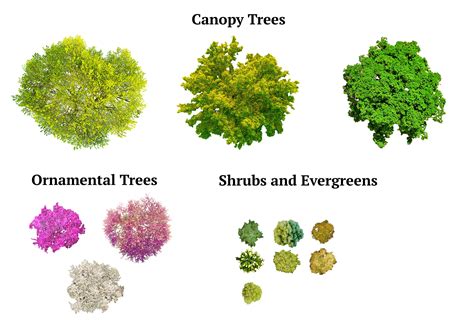 Evergreen Tree Plan View