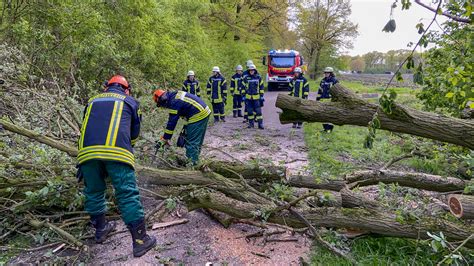 Zwei Umgest Rzte B Ume Im Asendorfer Ortsteil Graue Freiwillige