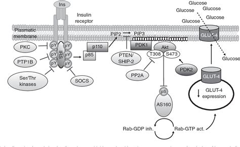 Figure 4 From Molecular Mechanisms Of Insulin Resistance An Update