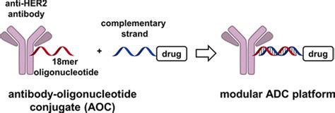 Development Of A Versatile And Modular Linker For Antibodydrug