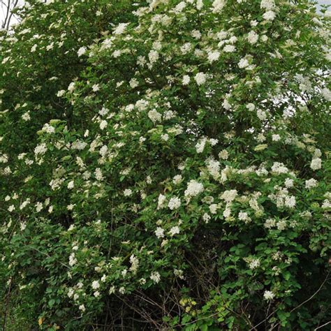 Sambucus Nigra