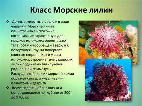 Тип Иглокожие - презентация онлайн