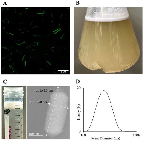 Gvnps Engineering And Expression In Haloferax Volcanii A Fluorescing