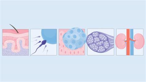 What Sensory Receptors Do Outside of Sense Organs | The Scientist Magazine®