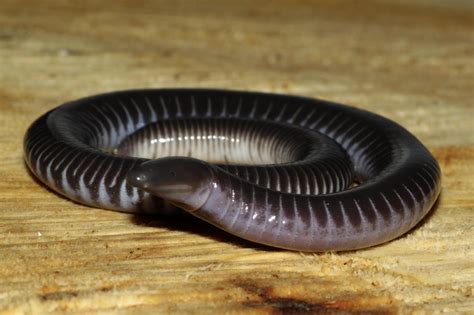 Caecilians Current Biology