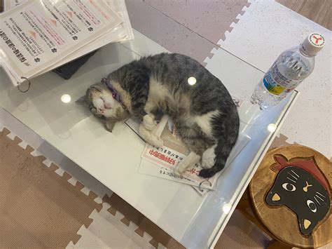 保護猫カフェねこかつ川越大宮日進 On Twitter すよ😺💤 店内のガラステーブルは 中でお昼寝の猫さんを じっくり眺められる