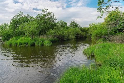 Orilla del río con una densa vegetación verde en las orillas Foto Premium