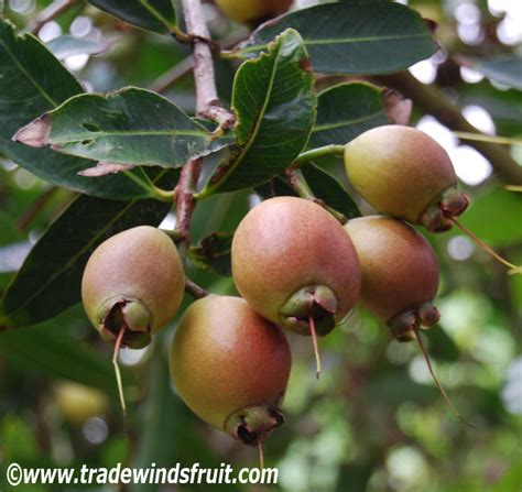 Rose Apple - Syzygium jambos - Seeds