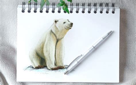 How To Draw A Polar Bear Draw A Cute And Cuddly Polar Bear